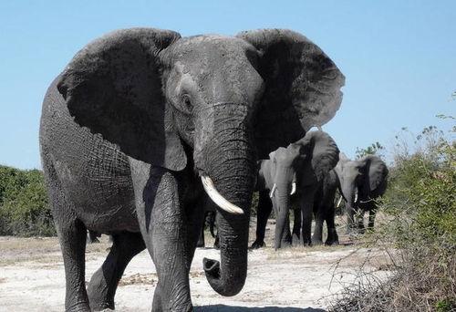 91大象成品视频入口,一网打尽热门影视,尽享视听盛宴